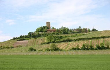 SU2 - Wandern zwischen Wein, Wald und Streuobstwiesen