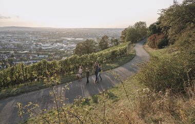 Wein Panorama Weg Heilbronn