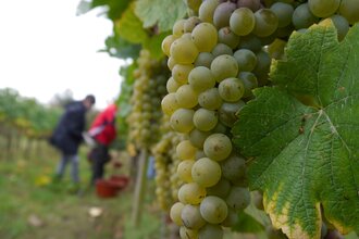Weinwanderweg 1 - Weinlehrpfad