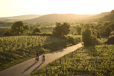 Zwei Radfahrernde fahren durch Weinberge am Derdinger Horn. Die Straße führt durch eine weite Hügellandschaft im goldenen Licht. | © Tourimia Tourismus GmbH | Stefan Leitner Photography