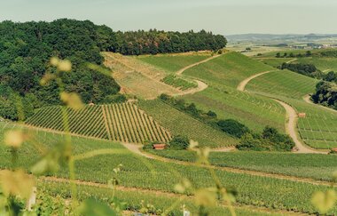 Weinberge Zweifelberg | Brackenheim im HeilbronnerLand