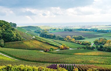 Weinlandschaft im Zabergäu - Ausblick vom Zweifelberg | HeilbronnerLand