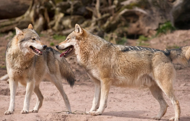 CB1 Wanderdreiklang Cleebronn | Wölfe im Wildparadies Tripsdrill